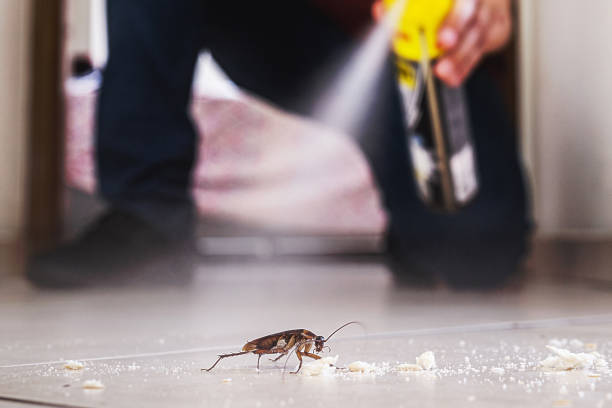 Best Flea Control Services  in Riverside, IA